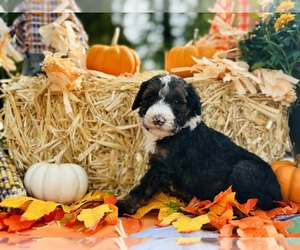 Bernedoodle (Miniature) Puppy for sale in COXS CREEK, KY, USA