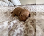 Small #1 Dachshund