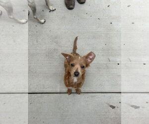 Chihuahua-Unknown Mix Dogs for adoption in Sequim, WA, USA