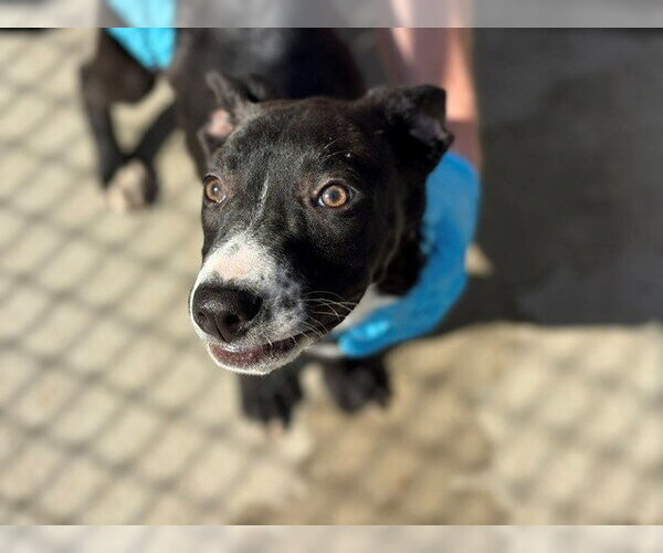 Medium Photo #2 German Shepherd Dog Puppy For Sale in Tulsa, OK, USA