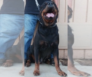 Mother of the Rottweiler puppies born on 05/14/2025