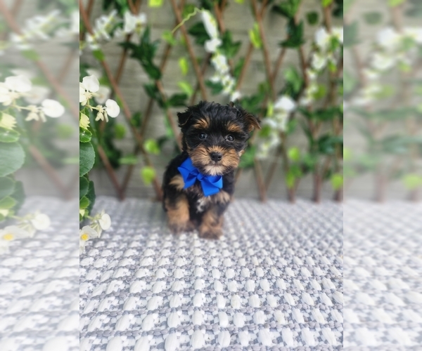 Medium Photo #7 Morkie Puppy For Sale in INDIANAPOLIS, IN, USA