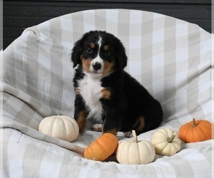 Bernese Mountain Dog Puppy for sale in SUGARCREEK, OH, USA