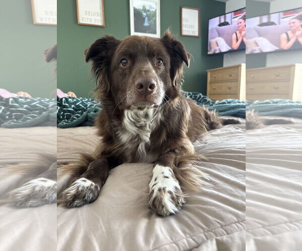 Medium Photo #5 Mutt Puppy For Sale in Sandy, UT, USA