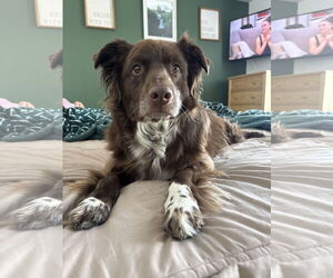 Jazzper - Male Mutt Dog for Adoption - Photo #5