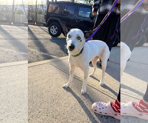 Mutt Dogs for adoption in Westwood, NJ, USA