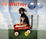 Small #5 American Rat Pinscher