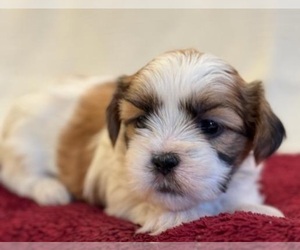 Shih Tzu Puppy for sale in WYTHEVILLE, VA, USA