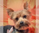 Small #4 Mutt