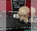 Small Photo #1 Golden Retriever Puppy For Sale in SAN BERNARDINO, CA, USA