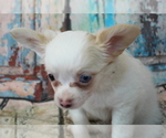 Small Photo #3 Chihuahua Puppy For Sale in ABILENE, KS, USA
