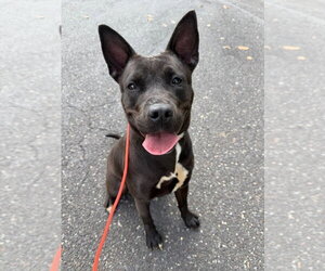 Ocean - Female American Staffordshire Terrier Dog for Adoption - Photo #2