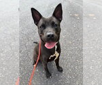 Small Photo #2 American Staffordshire Terrier Puppy For Sale in Lawrenceville, NJ, USA