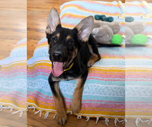 Stoney - M - Male German Shepherd Dog Dog for Adoption - Photo #2