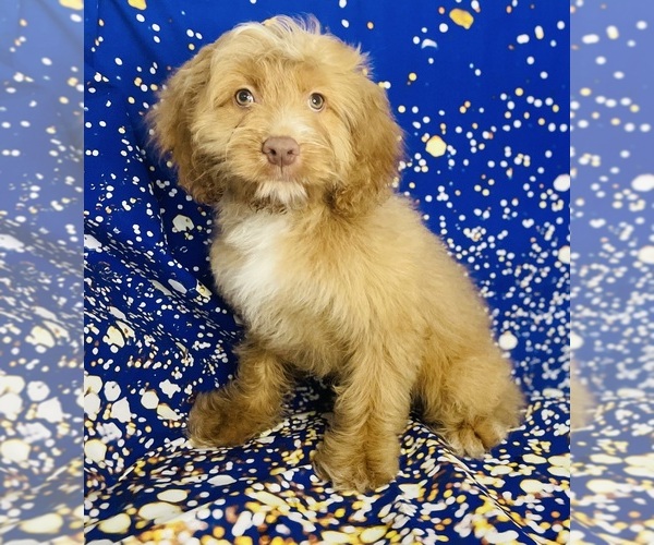 Medium Photo #1 Cock-A-Poo Puppy For Sale in CINCINNATI, OH, USA