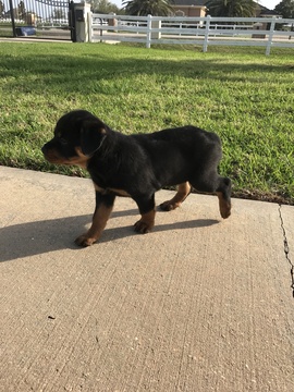 Medium Photo #1 Rottweiler Puppy For Sale in RICHMOND, TX, USA