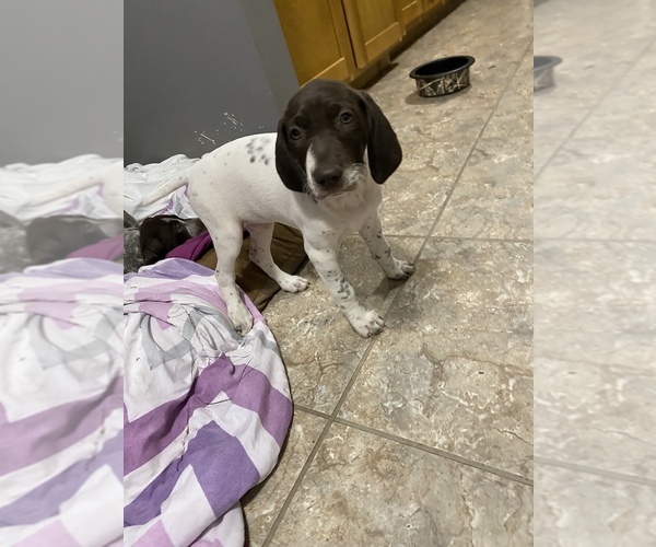 Medium Photo #4 German Shorthaired Pointer Puppy For Sale in COLUMBIA STA, OH, USA