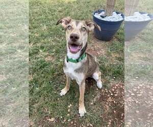 Mutt Dogs for adoption in Greenville, SC, USA