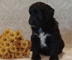 Puppy Indigo Aussiedoodle Toy