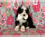 Small Photo #3 Bernedoodle (Miniature) Puppy For Sale in LANCASTER, PA, USA