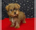Small #2 Yorkshire Terrier