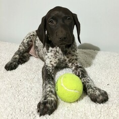 German Shorthaired Pointer Puppy for sale in GAP, PA, USA