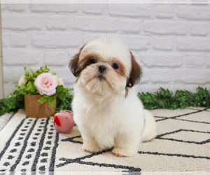 Shih Tzu Puppy for sale in SYRACUSE, IN, USA