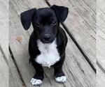 Small #1 Dachshund Mix