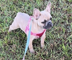 French Bulldog Puppy for sale in MELBOURNE, FL, USA