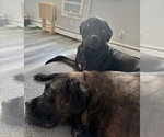 Small #3 Labrador Retriever Mix