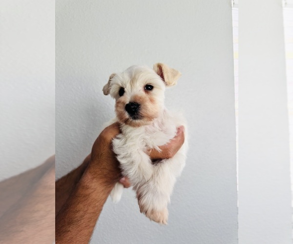 Medium Photo #5 Schnauzer (Miniature) Puppy For Sale in KISSIMMEE, FL, USA