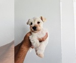 Small #4 Schnauzer (Miniature)