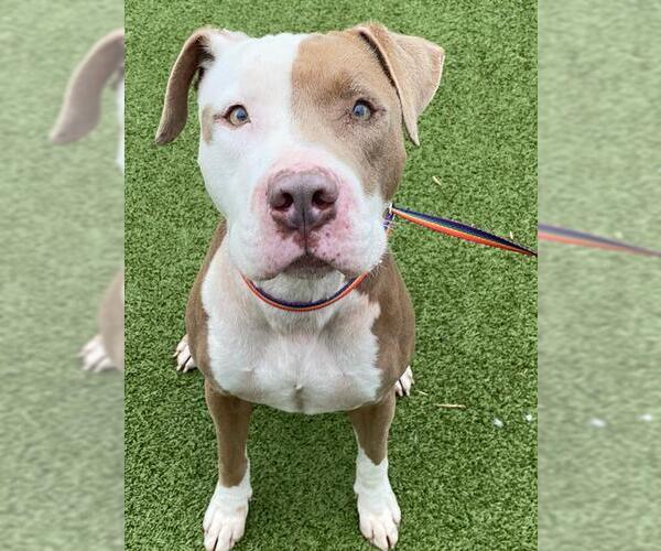 Medium Photo #2 American Pit Bull Terrier Puppy For Sale in Fayetteville, NC, USA