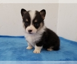 Small #5 Pembroke Welsh Corgi