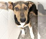 Small Doberman Pinscher-German Shepherd Dog Mix