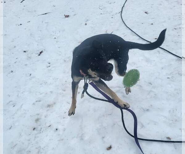 Medium Photo #1 Shepradors Puppy For Sale in Princeton, MN, USA