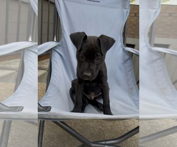 Medium Photo #3 Mutt Puppy For Sale in Sandy, UT, USA