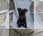 Small #2 Mutt