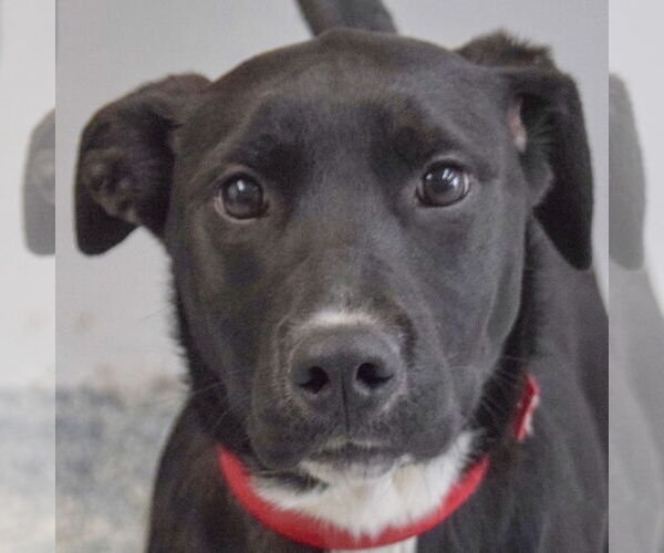 Medium Photo #2 Borador Puppy For Sale in Huntley, IL, USA