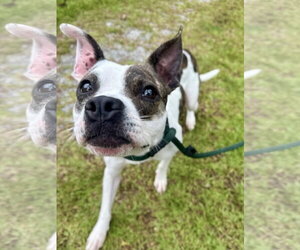 Shenzi - Female Boston Terrier-Unknown Mix Dog for Adoption - Photo #2