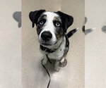 Small Catahoula Leopard Dog