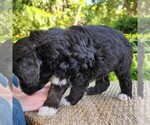 Small #3 F2 Aussiedoodle