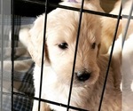 Small Photo #34 Goldendoodle Puppy For Sale in N HIGHLANDS, CA, USA
