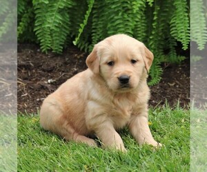 Golden Retriever Puppy for sale in MYERSTOWN, PA, USA