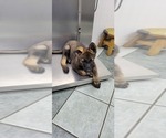 Small Photo #8 German Shepherd Dog Puppy For Sale in VAN BUREN, AR, USA