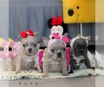 Small #1 French Bulldog