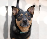 CHICO - Male Miniature Pinscher-Unknown Mix Dog for Adoption - Small photo
