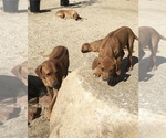 Small Photo #51 Rhodesian Ridgeback Puppy For Sale in MORONGO VALLEY, CA, USA