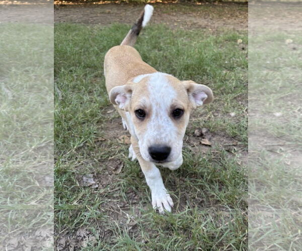 Medium Photo #1 Shepradors Puppy For Sale in McKinney, TX, USA