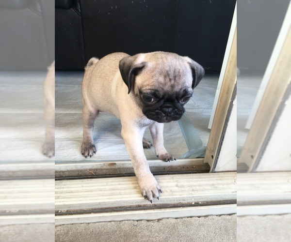 Medium Photo #7 Pug Puppy For Sale in RIO RANCHO, NM, USA